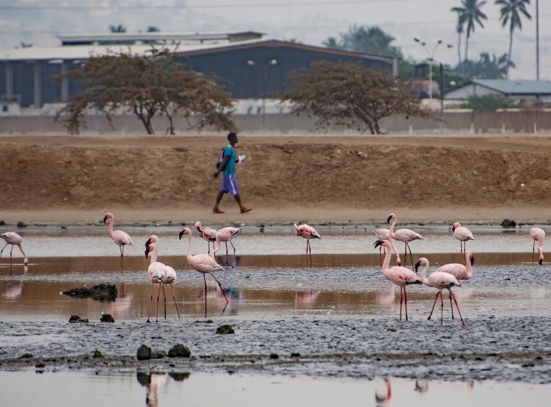 Flamingos